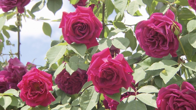 Rose Expo