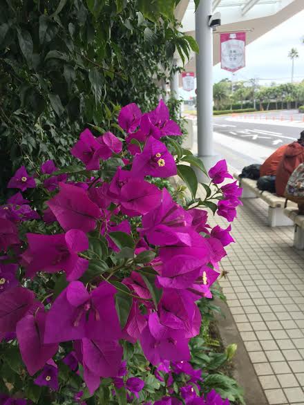 2015.11.1-miyazaki
